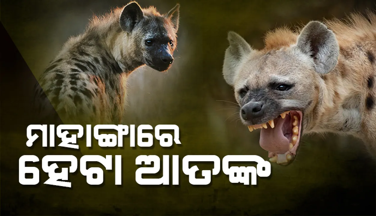  ହେଟା ଆତଙ୍କ; ସନ୍ଧ୍ୟାରେ ପଡ଼ି ଯାଉଛି ତାଟିକବାଟ, ସ୍ଥାନ ଚିହ୍ନଟ ନେଇ ଦୁଇ ବନାଞ୍ଚଳ ଅଧିକାରୀ ଦୋଷ ଲଦାଲଦି