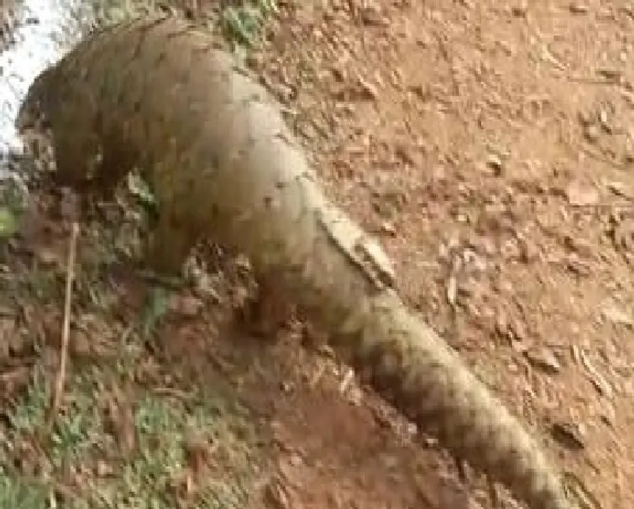  ନନ୍ଦନକାନନରେ ଟ୍ରାନ୍ସମିଟର ଲଗା ବଜ୍ରକାପ୍ତା ମୃତ