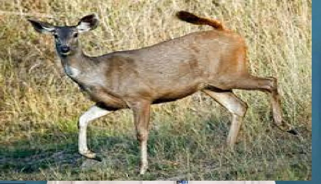  
NatureConservation.in 