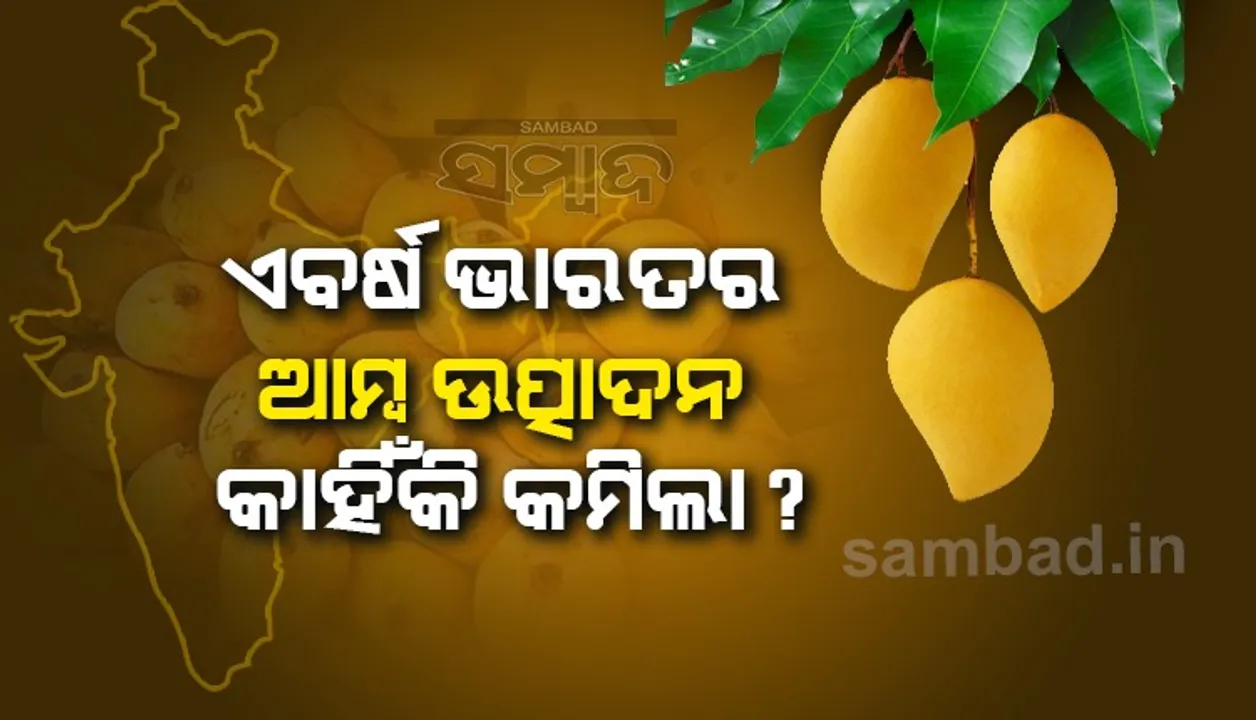  ଏବର୍ଷ ଭାରତର ଆମ୍ବ ଉତ୍ପାଦନ କାହିଁକି କମିଲା ?