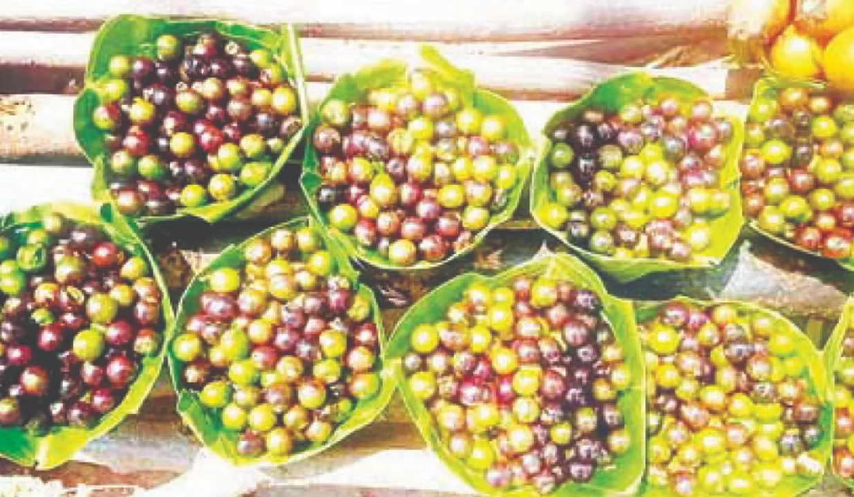  ଜଙ୍ଗଲଜାତ ଫଳ ଚାରକୋଳି: ବନବାସୀଙ୍କୁ ଠକୁଛନ୍ତି ଦଲାଲ, ମଞ୍ଜି ସଂଗ୍ରହକାରୀଙ୍କୁ ମିଳୁନି ଉଚିତ ମୂଲ୍ୟ
