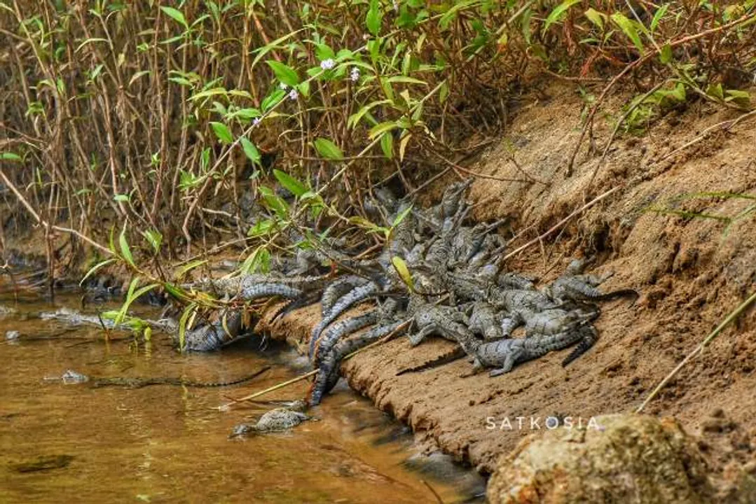 ଦୀର୍ଘ ୪୦ବର୍ଷ ପରେ ବିରଳ ଘଡ଼ିଆଳର ଲଗାତାର ଦ୍ବିତୀୟ ପ୍ରଜନନ: ସାତକୋଶିଆ ଗଣ୍ଡକୁ ଡେଇଁଲେ ୩୦ଶାବକ