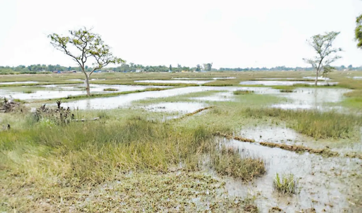 ନଦୀବନ୍ଧ ଡେଇଁ ମାଡ଼ି ଆସୁଛି ଲୁଣିପାଣି, ବାଲେଶ୍ବର ଜିଲ୍ଲାରେ ଏଥର ବି ପଡ଼ିଆ ପଡ଼ିବ ଶହଶହ ହେକ୍ଟର ଚାଷଜମି!