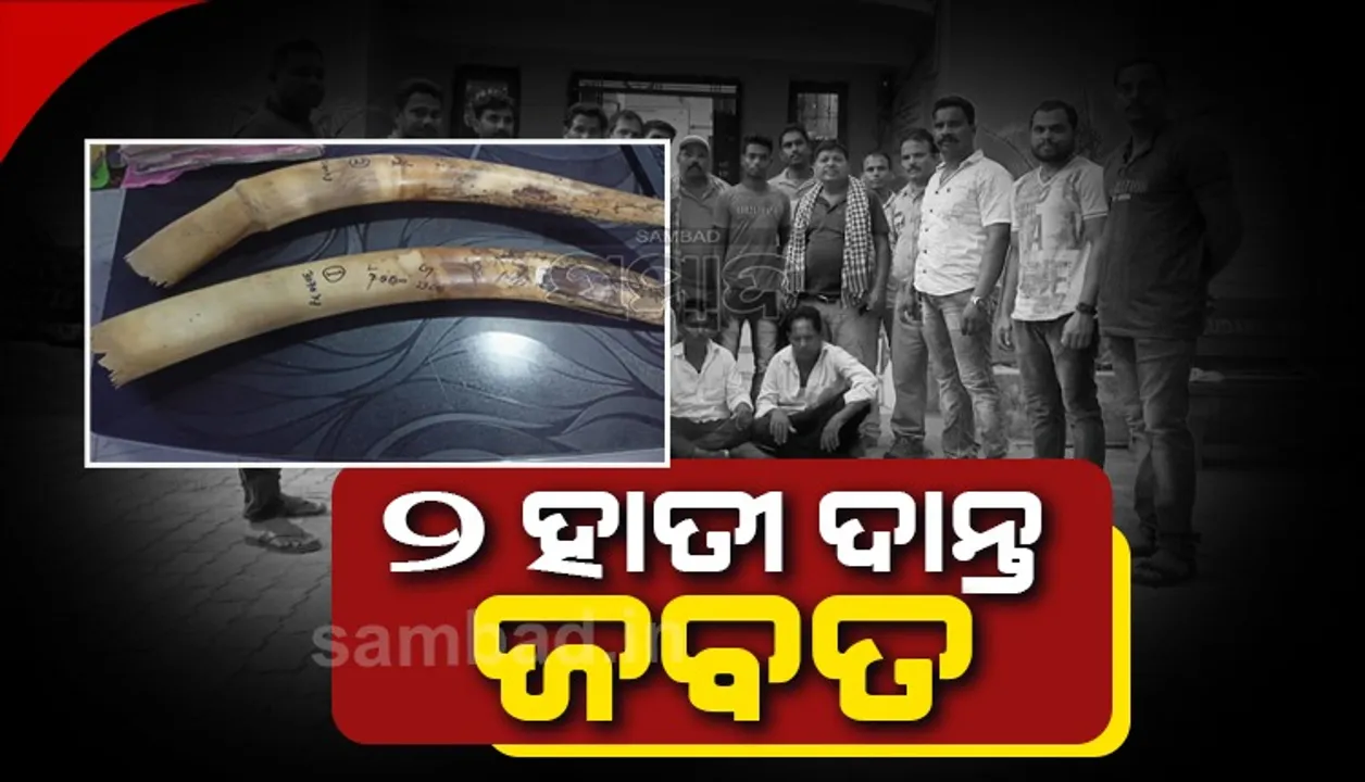  ବନ ବିଭାଗର ଚଢ଼ଉ: ହସ୍ତିନାପୁର ଜଙ୍ଗଲରୁ ୨ ହାତୀ ଦାନ୍ତ ଜବତ, ୨ ଗିରଫ
