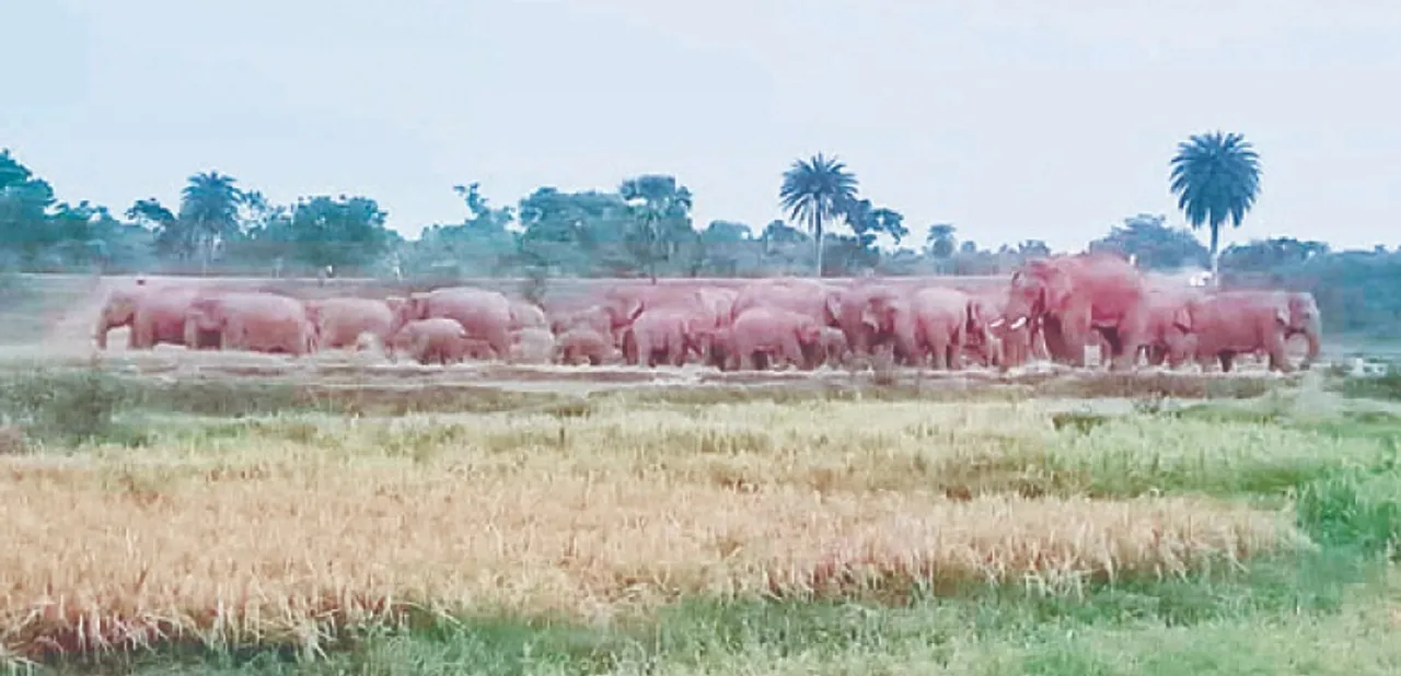  ମୋରଡ଼ା ବ୍ଲକ୍‌ ଅଞ୍ଚଳରେ ହାତୀ ଉପଦ୍ରବକୁ ନେଇ ଲୋକେ ଅତିଷ୍ଠ