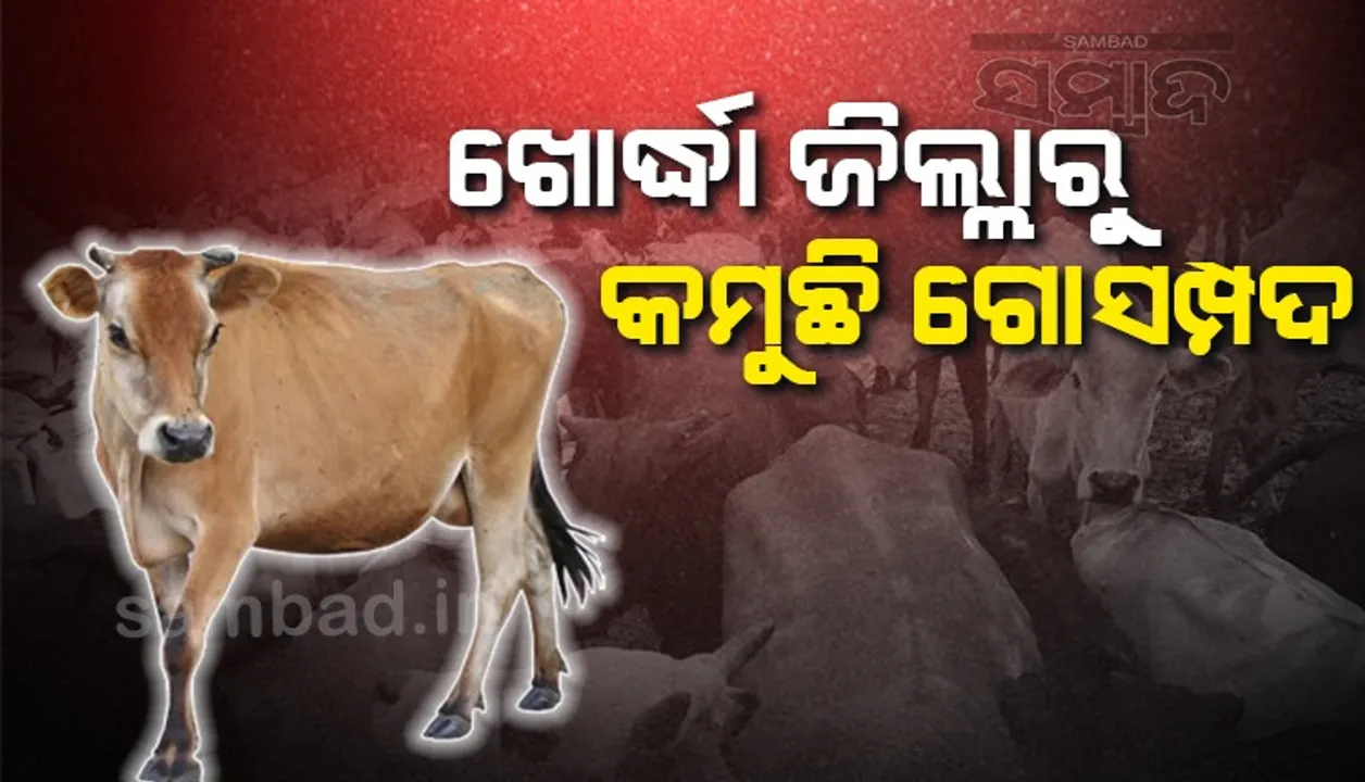  ଖୋର୍ଦ୍ଧା ଜିଲ୍ଲାରୁ କମୁଛି ଗୋ ସମ୍ପଦ: ଗୋତସ୍କରୀ ଓ ଚାରଣ ଭୂଇଁ ଉପରେ ଖଣି ମାଫିଆଙ୍କ ରାଜୁତି