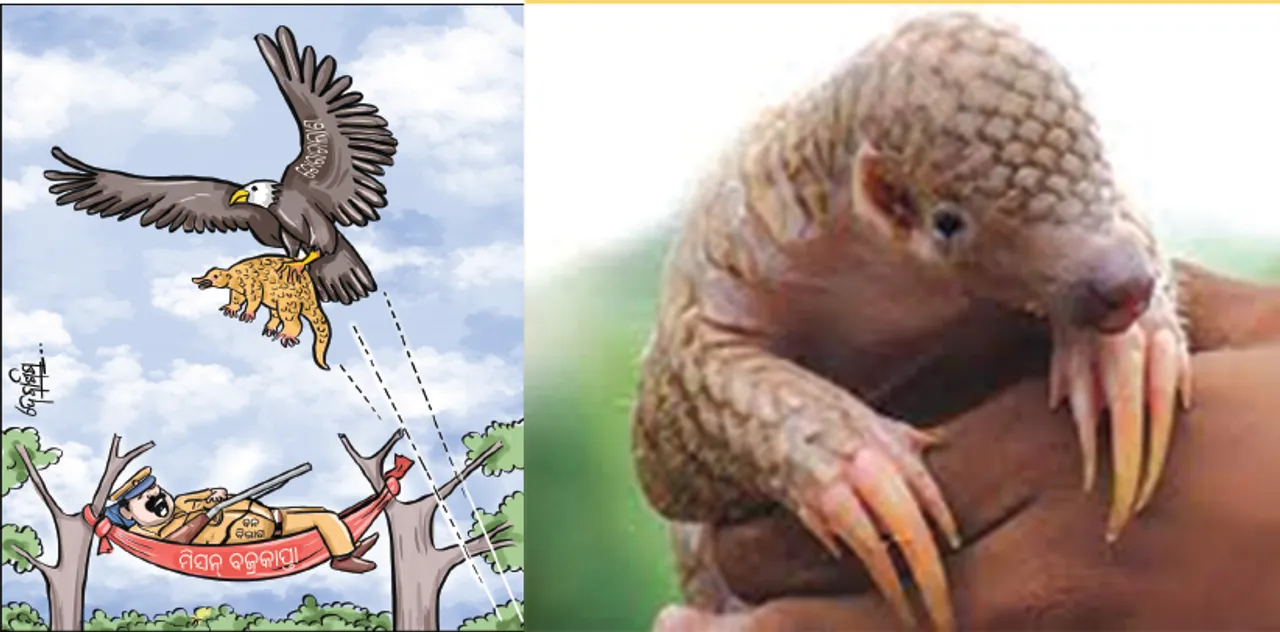  ନାହିରେ ତେଲ ଦେଇ ଶୋଇଗଲେ: ଲୋପ କରିଦେବେ କି ବଜ୍ରକାପ୍ତା ବଂଶ