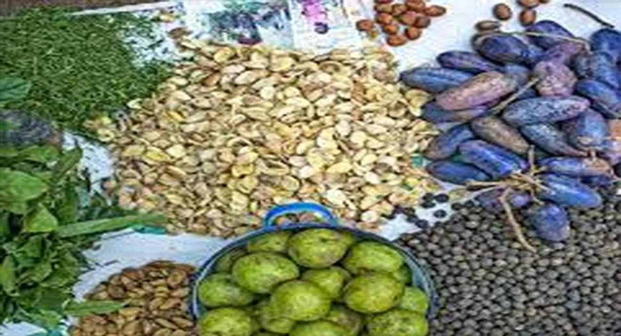  ଜଂଗଲ ଜଳୁଛି, ଉଜୁଡ଼ୁଛି ଜ˚ଗଲଜାତ ଦ୍ରବ୍ୟ