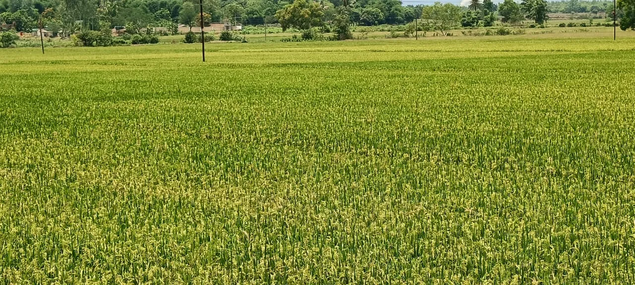  ପ୍ରଥମ ପର୍ଯ୍ୟାୟରେ ୧୦ଲକ୍ଷ ୩୭ହଜାର କୁଇଣ୍ଟାଲ ଧାନ କିଣାଯିବା ଲକ୍ଷ୍ୟ