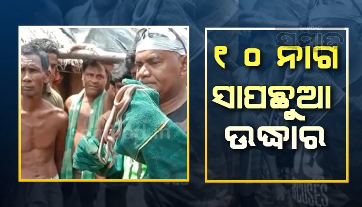  ଘରଭିତରୁ ବାହାରିଲା ୧୦ ନାଗ ସାପଛୁଆ