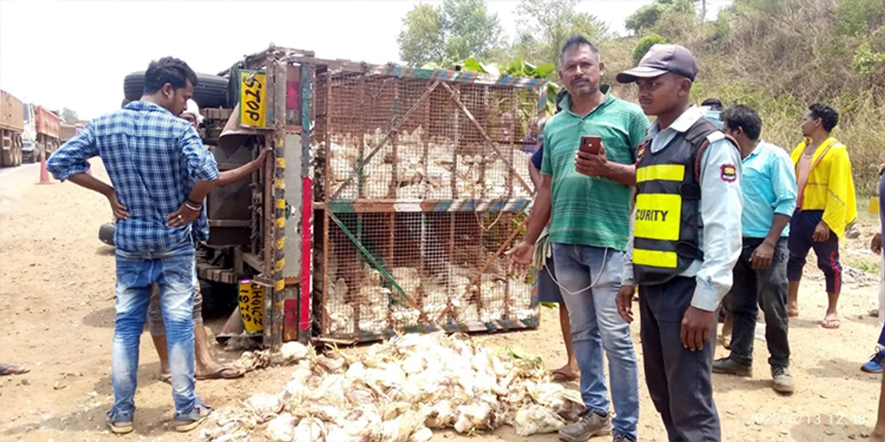  ବ୍ରଏଲର କୁକୁଡ଼ା ବୋଝେଇ ଗାଡ଼ି ଓଲଟିଲା