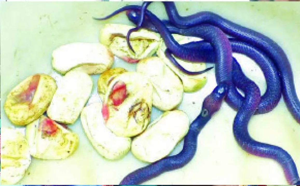 ୪୨ଟି ବିଷଧର ସାପ ଓ ୧୪ ଅଣ୍ଡା ଉଦ୍ଧାର