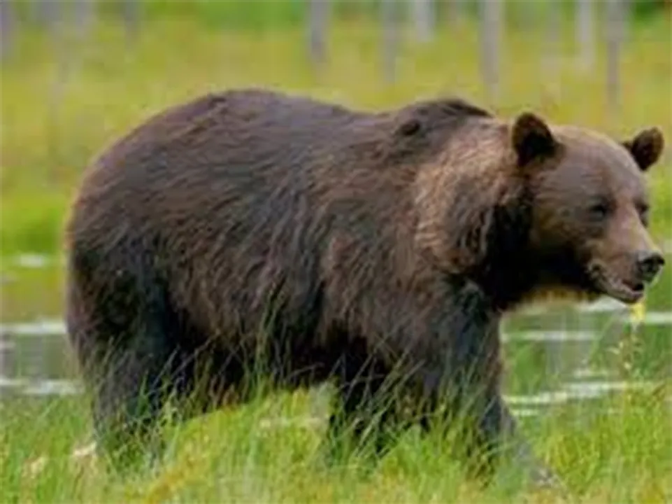  National Geographic 