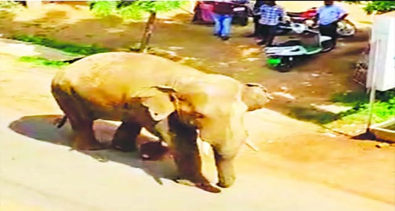  ଥମୁନି ହାତୀ ଉପଦ୍ରବ: ବୈଶିଙ୍ଗା ବଜାରରେ ବୁଲିଲା ଦନ୍ତା
