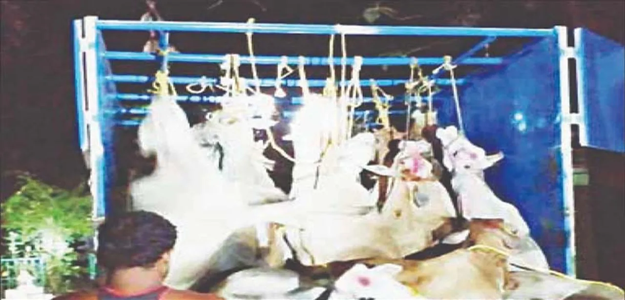  ଗୋରୁ ଚାଲାଣ ଘଟଣାରେ ୪ ଗିରଫ, ୨ ପିକ୍‌ଅପ୍‌ ଜବତ, ୪୧ ଗାଈ ଉଦ୍ଧାର