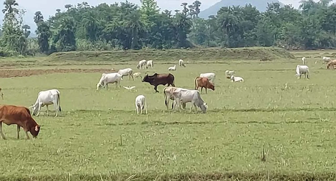  ଜୁଲାଇରେ ନବର୍ଷିଲେ ଗଜାମରୁଡ଼ି, ଆରମ୍ଭ ହୋଇନି ତଳି ପକା କାମ