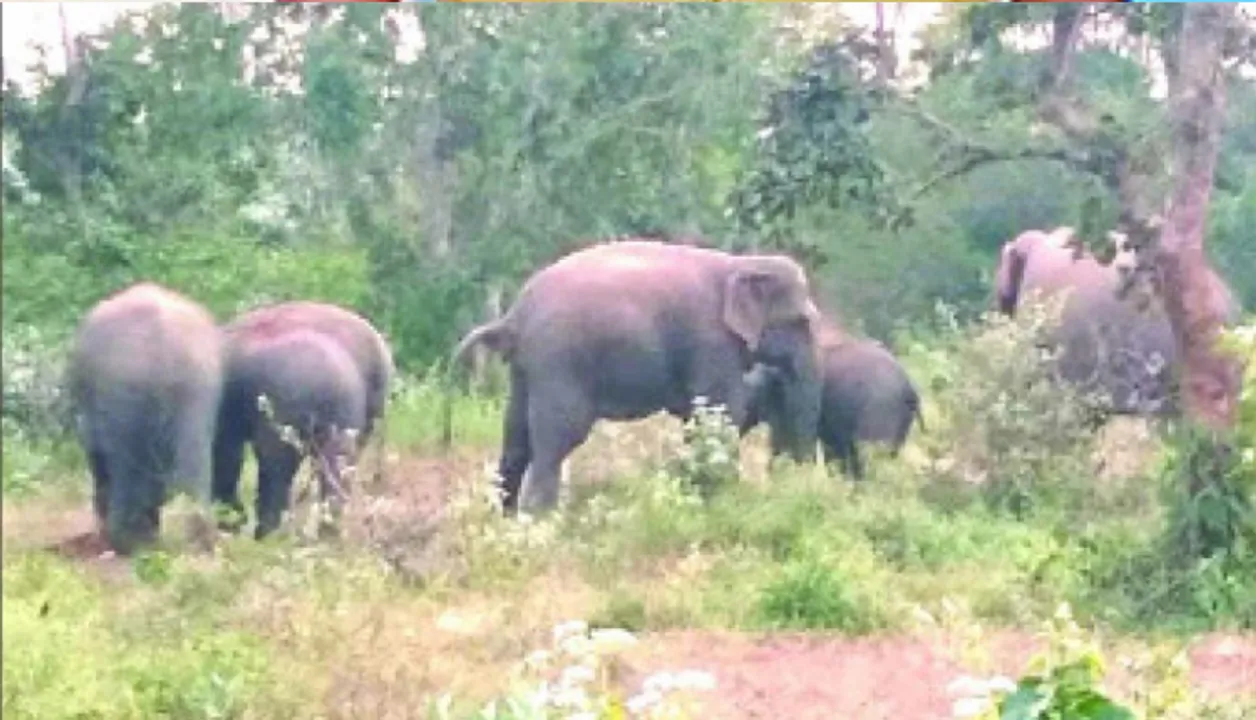  ହାତୀପଲଙ୍କ ଯୋଗୁଁ ଲୋକେ ରାତି ଉଜାଗର