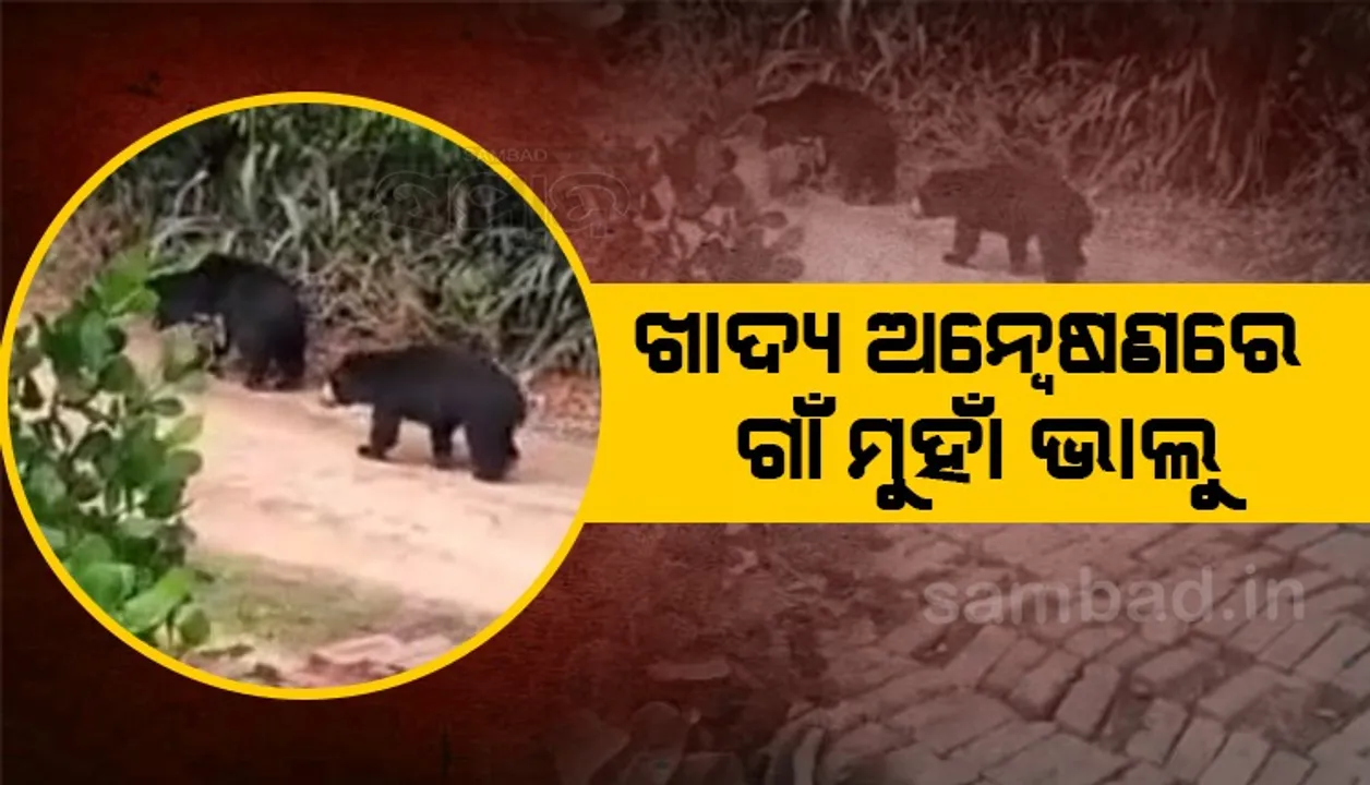  ଜଙ୍ଗଲ ହେଉଛି ପଦା, ଖାଦ୍ୟ ଅନ୍ୱେଷଣରେ ଗାଁରେ ପଶିଲେ ୨ ଭାଲୁ, ଲୋକେ ସୁରକ୍ଷିତ 