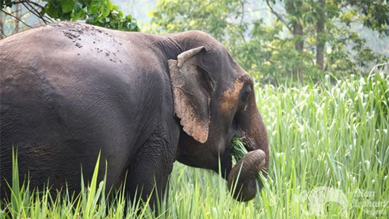  Asian Elephant Projects 