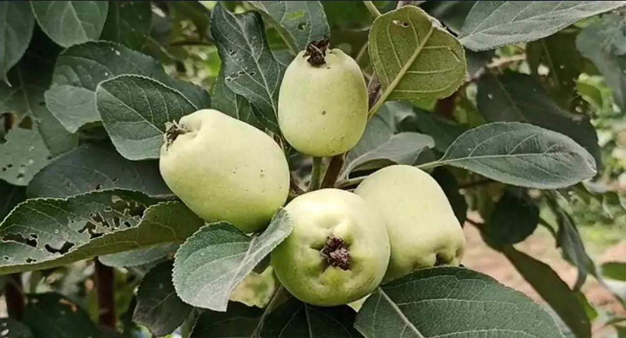  କେନ୍ଦୁଝରରେ ସେଓ ଚାଷ