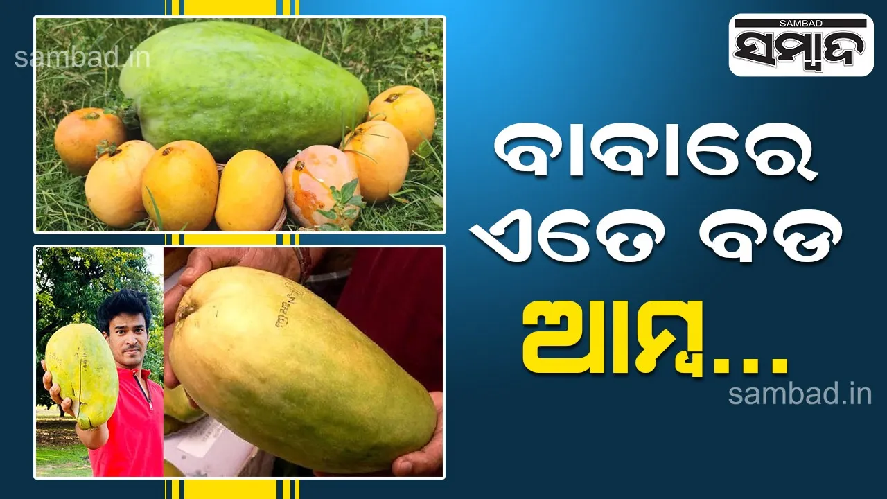  ଗୋଟିଏ ଆମ୍ବର ଓଜନ ୫ କେଜି, ଦାମ ୨ହଜାର ଟଙ୍କା; ଦେଶର ଏହି ରାଜ୍ୟରେ ଚାଷ ହେଉଛି ‘ନୁର ଜାହାନ’