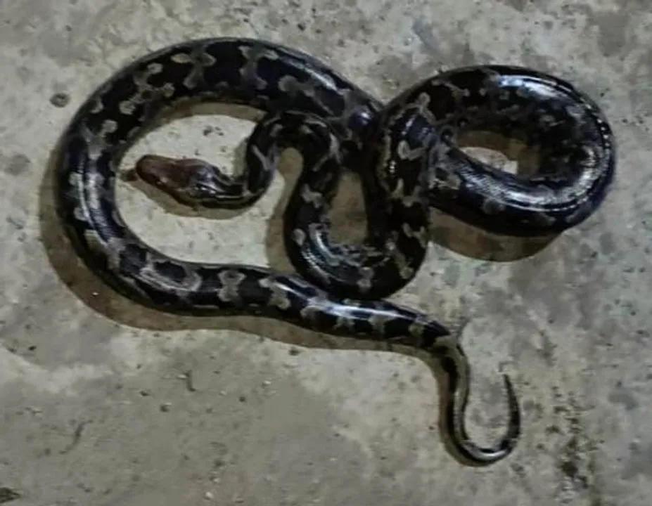  କାମାକ୍ଷାନଗରରୁ ୭ ଫୁଟର ଅଜଗର ସାପ ଉଦ୍ଧାର