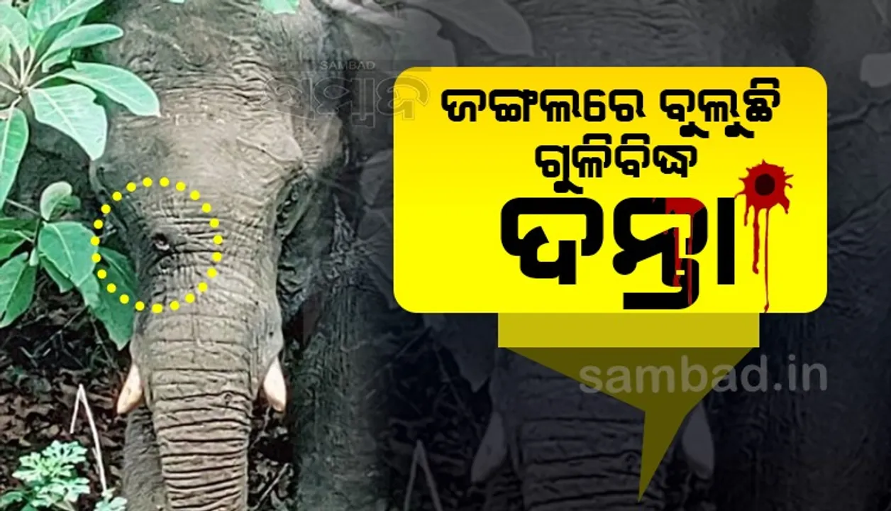  ଅସୁରକ୍ଷିତ ଗଜରାଜ: ଗୁଳିର ଶିକାର ହେଲା ଦନ୍ତା! ସାମାଜିକ ଗଣମାଧ୍ୟମରେ ଫଟୋ ପୋଷ୍ଟ କରି ଜଣାଇଲେ ବିଧାୟକ