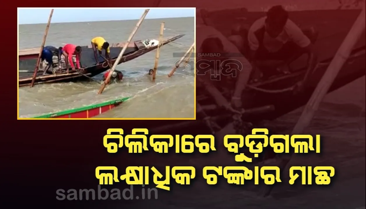  ପୁଣି ଚିଲିକାରେ ବୁଡିଲା ଡଙ୍ଗା; ଅଳ୍ପକେ ବର୍ତ୍ତିଲେ ମତ୍ସ୍ୟଜୀବୀ, ବୁଡିଗଲା ଲକ୍ଷାଧିକ ଟଙ୍କାର ମାଛ