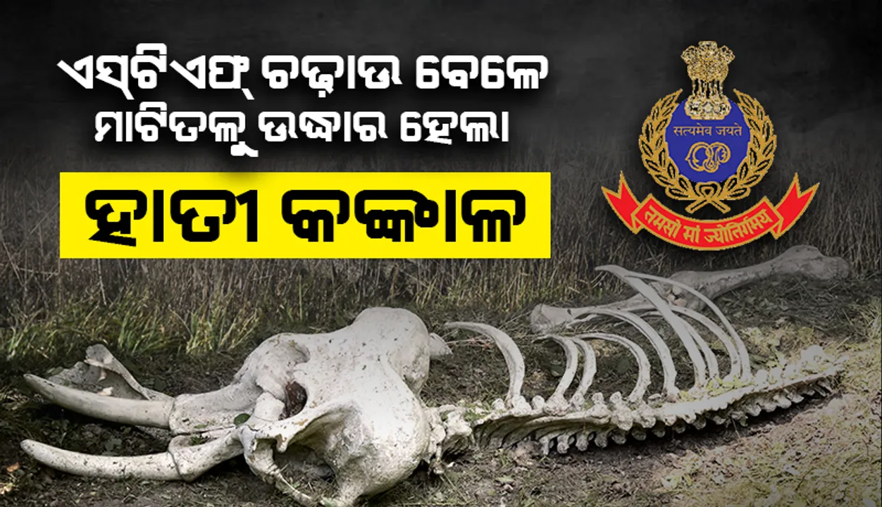  ଏସଟିଏଫ ଚଢ଼ାଉ ବେଳେ ବଡମ୍ବା ରେଞ୍ଜର ମାଟି ତଳୁ ଉଦ୍ଧାର ହେଲା ହାତୀ କଙ୍କାଳ