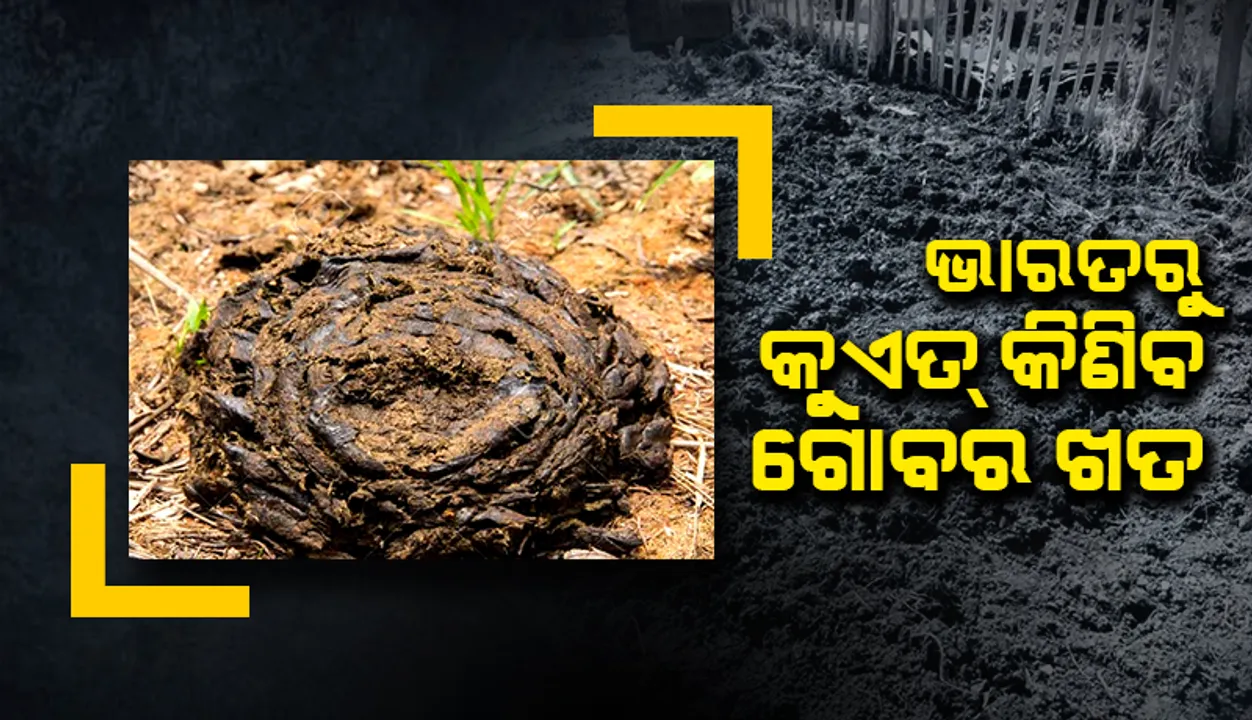  ନୂପୁର ଶର୍ମା ବିବାଦ ସତ୍ତ୍ବେ ଭାରତରୁ କୁଏତ୍‌ କିଣିବ ୧୯୨,୦୦୦ କିଲୋ ଗୋବରଖତ