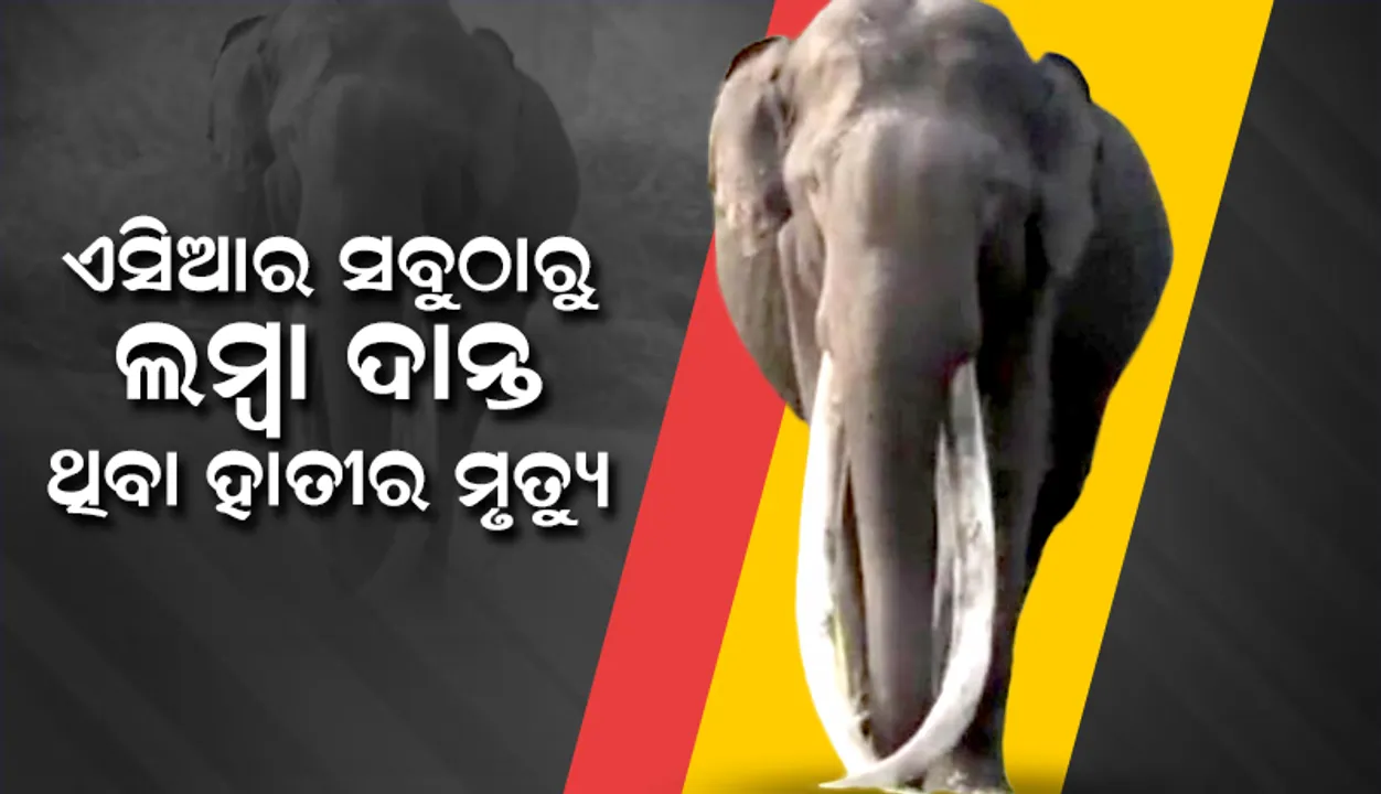  ଏସିଆର ସବୁଠାରୁ ଲମ୍ବା ଦାନ୍ତ ଥିବା ହାତୀ ଭୋଗେଶ୍ବରର ୬୦ବର୍ଷ ବୟସରେ ମୃତ୍ୟୁ