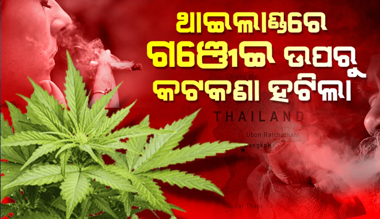  ଥାଇଲାଣ୍ଡ : ଗଞ୍ଜେଇ ଚାଷ ଓ ବ୍ୟବସାୟକୁ ଅନୁମତି, କିନ୍ତୁ ସେବନ କରିବା ବେଆଇନ