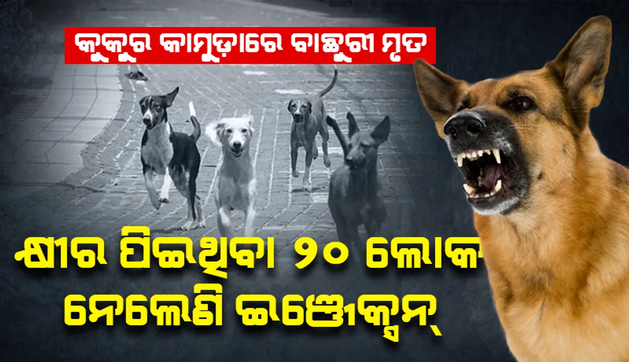  ବୁଲା କୁକୁର କାମୁଡ଼ାରେ ବାଛୁରୀ ମୃତ, କ୍ଷୀର ପିଇଥିବା ୨୦ ଲୋକ ନେଲେଣି କୁକୁର କାମୁଡ଼ା ଇଞ୍ଜେକ୍ସନ