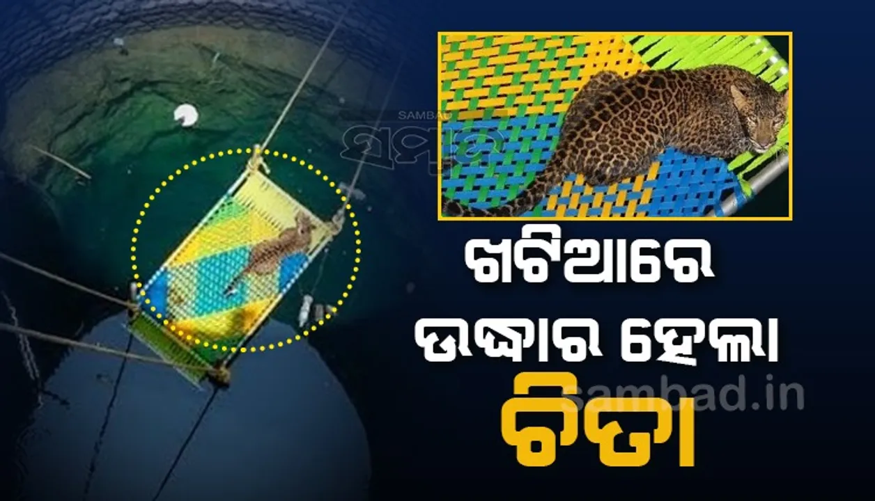  କୂଅରେ ପଡ଼ିଯାଇଥିଲା ଚିତା…ଖଟିଆରେ ଉଦ୍ଧାର ହେଲା