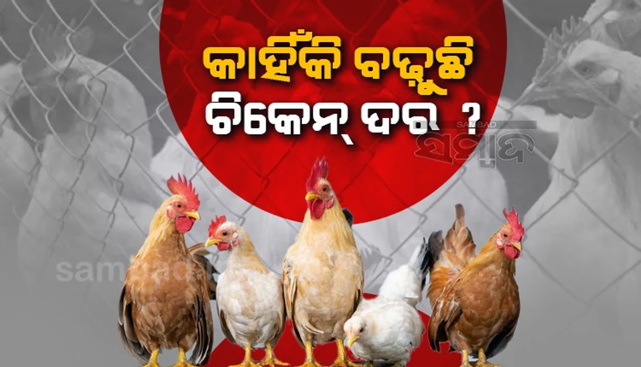  କାହିଁକି ବଢୁଛି ଚିକେନ ଦର ?