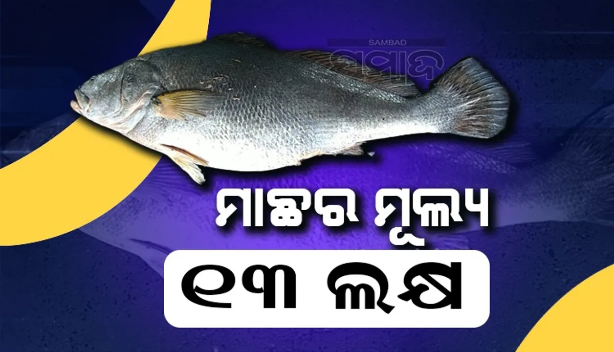  ୧୩ ଲକ୍ଷ ଟଙ୍କାରେ ବିକ୍ରି ହେଲା ୫୫ କିଲୋ ଓଜନର ତେଲିଆ ମାଛ