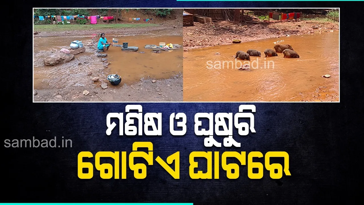  ମଣିଷ ଓ ଘୁଷୁରି ଗୋଟିଏ ଘାଟରେ, କର୍ଦ୍ଦମାକ୍ତ ଦୁର୍ଗନ୍ଧମୟ ନାଳ ଭରସାରେ ୧୫୦ ପରିବାର