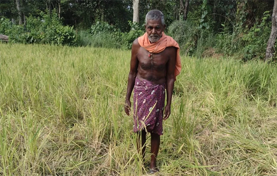  କାଟୁଳିକାନାରେ ହାତୀ ଉପଦ୍ରବ, ଧାନ ଫସଲ ନଷ୍ଟ