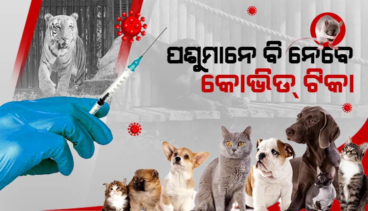  ପଶୁମାନେ ବି ନେବେ କୋଭିଡ୍ ଟିକା
