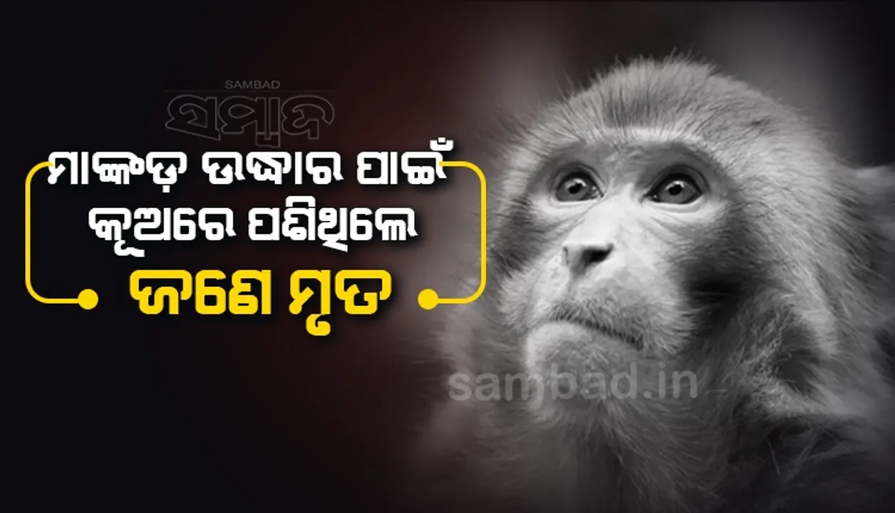 କୂଅ ଭିତରେ ଖସିପଡ଼ିଲା ମାଙ୍କଡ; ଉଦ୍ଧାର କରିବାକୁ ଯାଇ ଜଣେ ଶ୍ରମିକ ମୃତ, ଅନ୍ୟ ଜଣେ ଗୁରୁତର