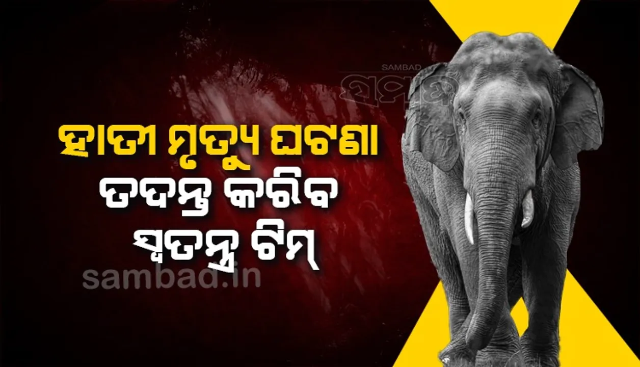 ନରସିଂହପୁର ହାତୀ ମୃତ୍ୟୁ ଘଟଣା: ତଦନ୍ତ ପାଇଁ ଗଠନ ହେଲା ସ୍ବତନ୍ତ୍ର ଟିମ୍‌