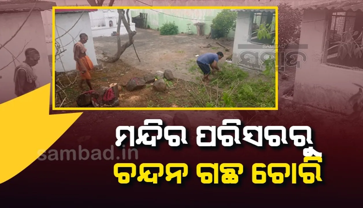  ମନ୍ଦିର ପରିସରରୁ ମଧ୍ୟରାତ୍ରିରେ ଚନ୍ଦନ ଗଛ କାଟିନେଲେ ଦୁର୍ବୁତ୍ତ