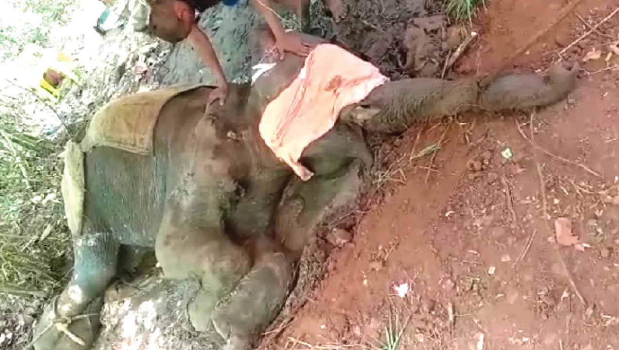  ଗୁଳିବିଦ୍ଧ ହାତୀର ଚିକିତ୍ସା ଆରମ୍ଭ