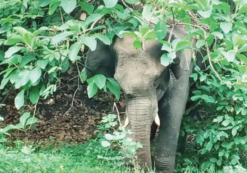  ଜଙ୍ଗଲରେ ବୁଲୁଛି ଗୁଳିବିଦ୍ଧ ଦନ୍ତା, ୪ରୁ ଅଧିକ ସ୍ଥାନରେ ବାଜିଛି ଗୁଳି
