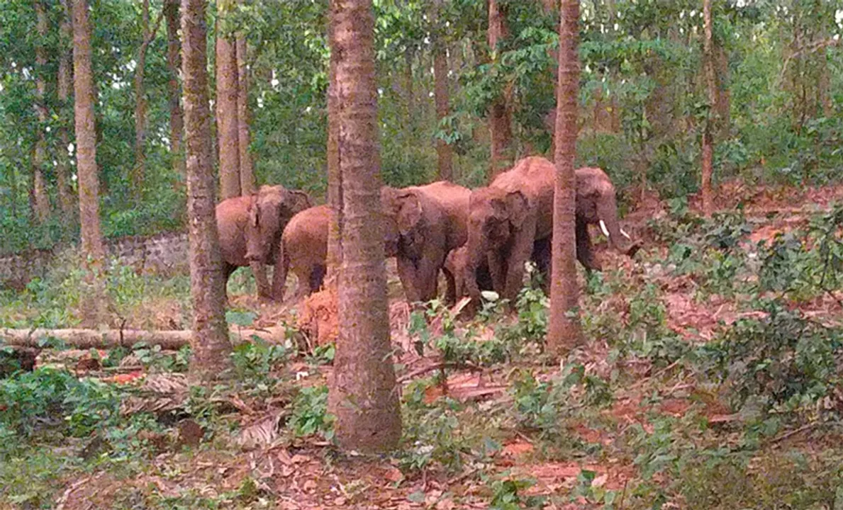  ଦୈତାରୀରେ ୮ ଟିକିଆ ହାତୀପଲ