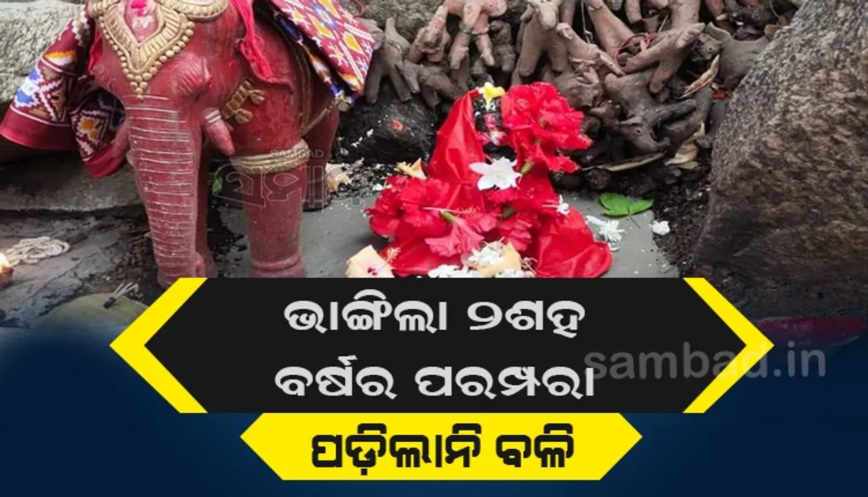  ଦେବୀ ପୀଠରେ ପଡ଼ିଲାନି ବଳି: ବଞ୍ଚିଗଲେ ୫୦୦ରୁ ଊର୍ଦ୍ଧ୍ବ ଛେଳି-କୁକୁଡ଼ା