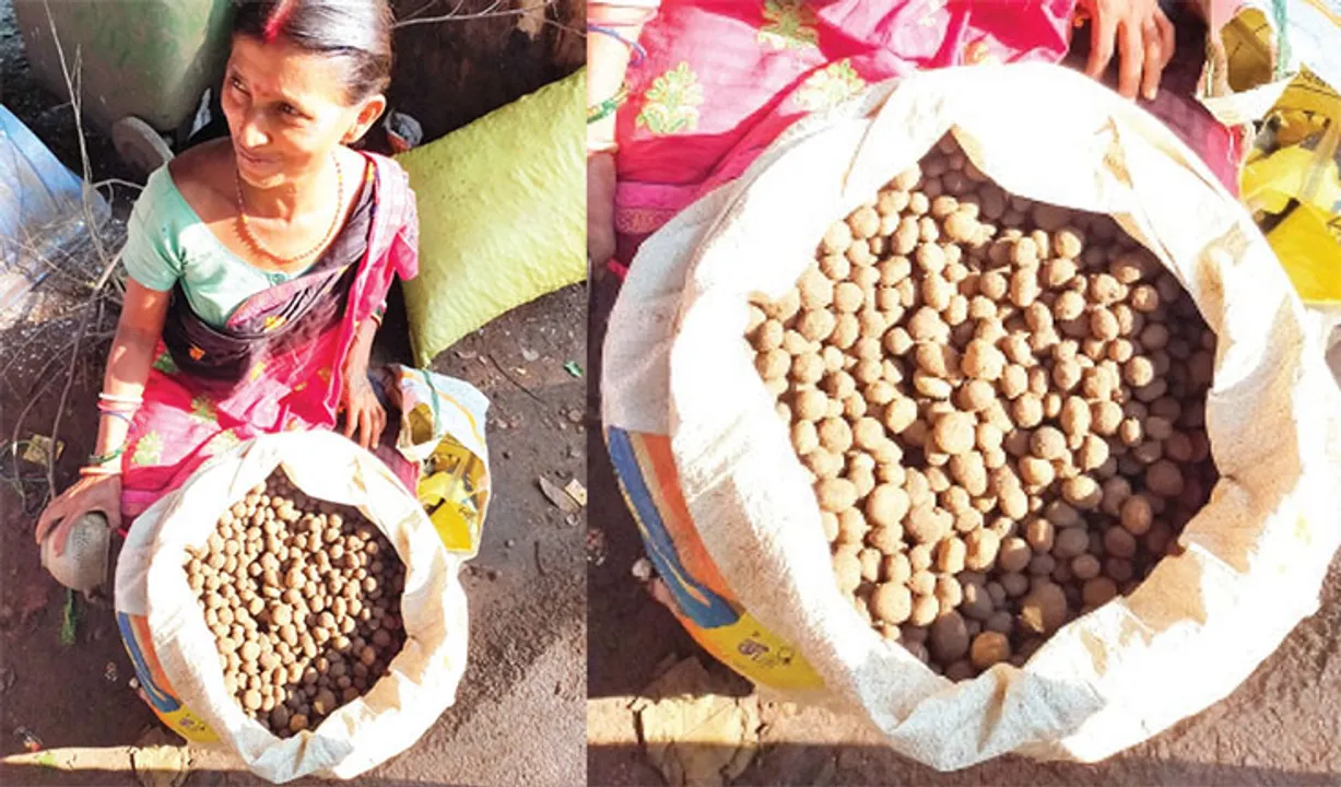  ‘ରୁଟୁକା ଛତୁ’ ବନବାସୀଙ୍କୁ ଯୋଗାଇଛି ରୋଜଗାର