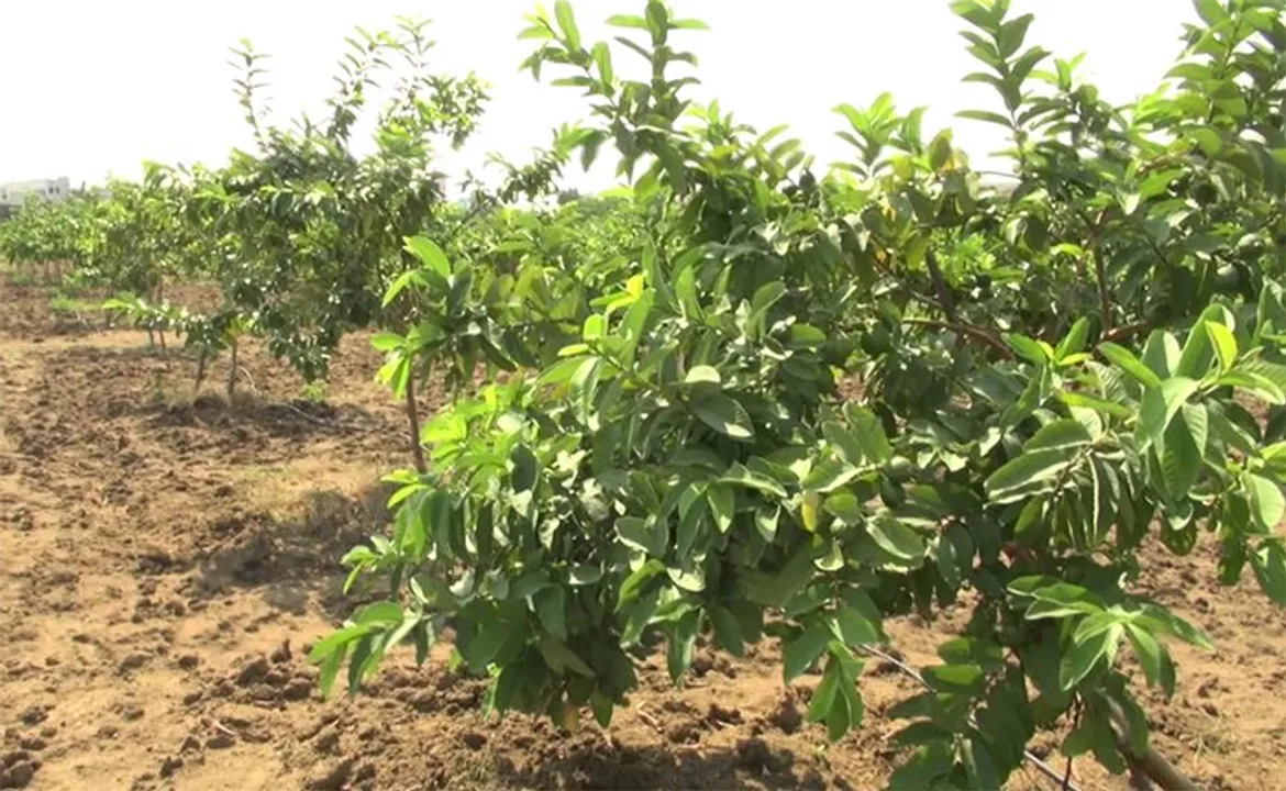  AgriFarming 