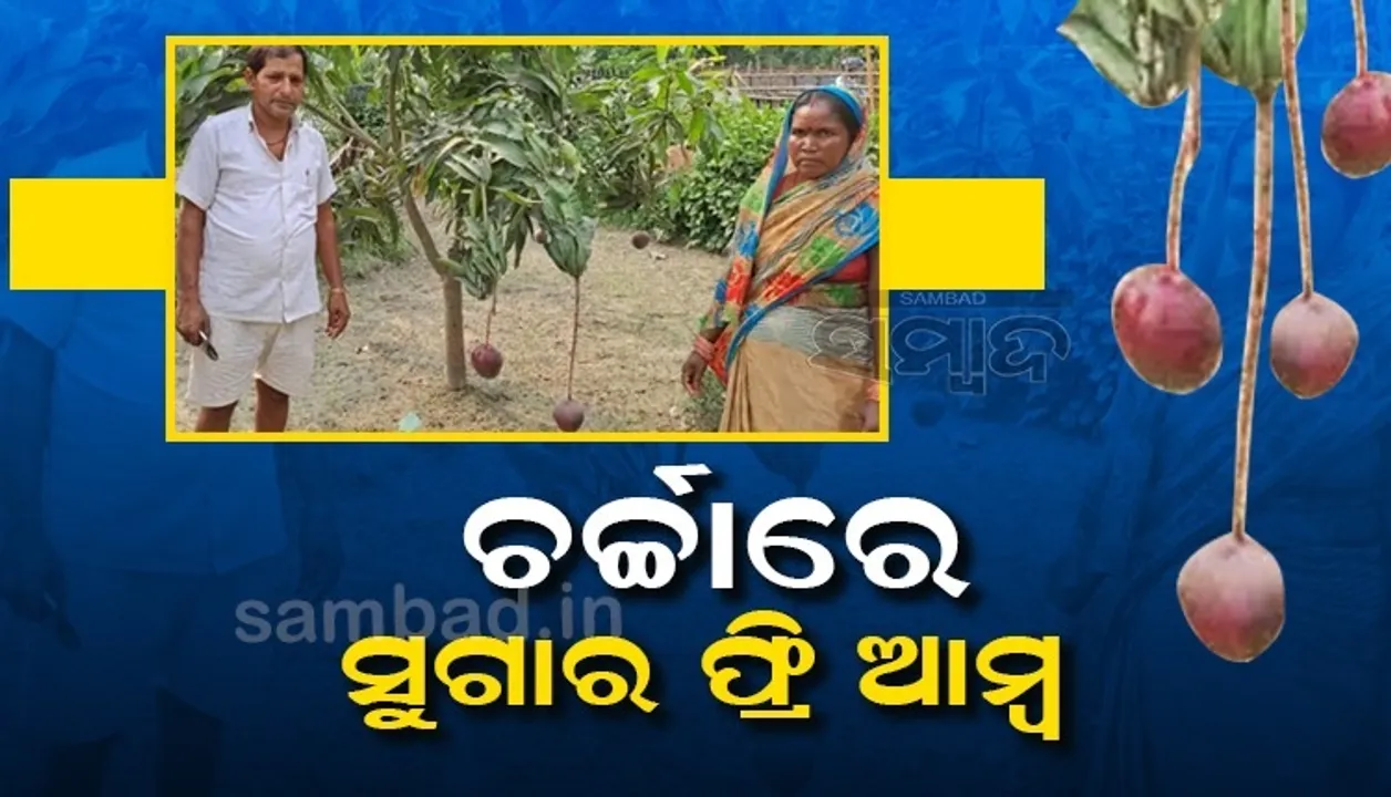  ଚର୍ଚ୍ଚାରେ ସୁଗାର ଫ୍ରି ଆମ୍ବ, ପାଚିବା ପର୍ଯ୍ୟନ୍ତ ୧୬ଥର ବଦଳାଇଥାଏ ରଙ୍ଗ