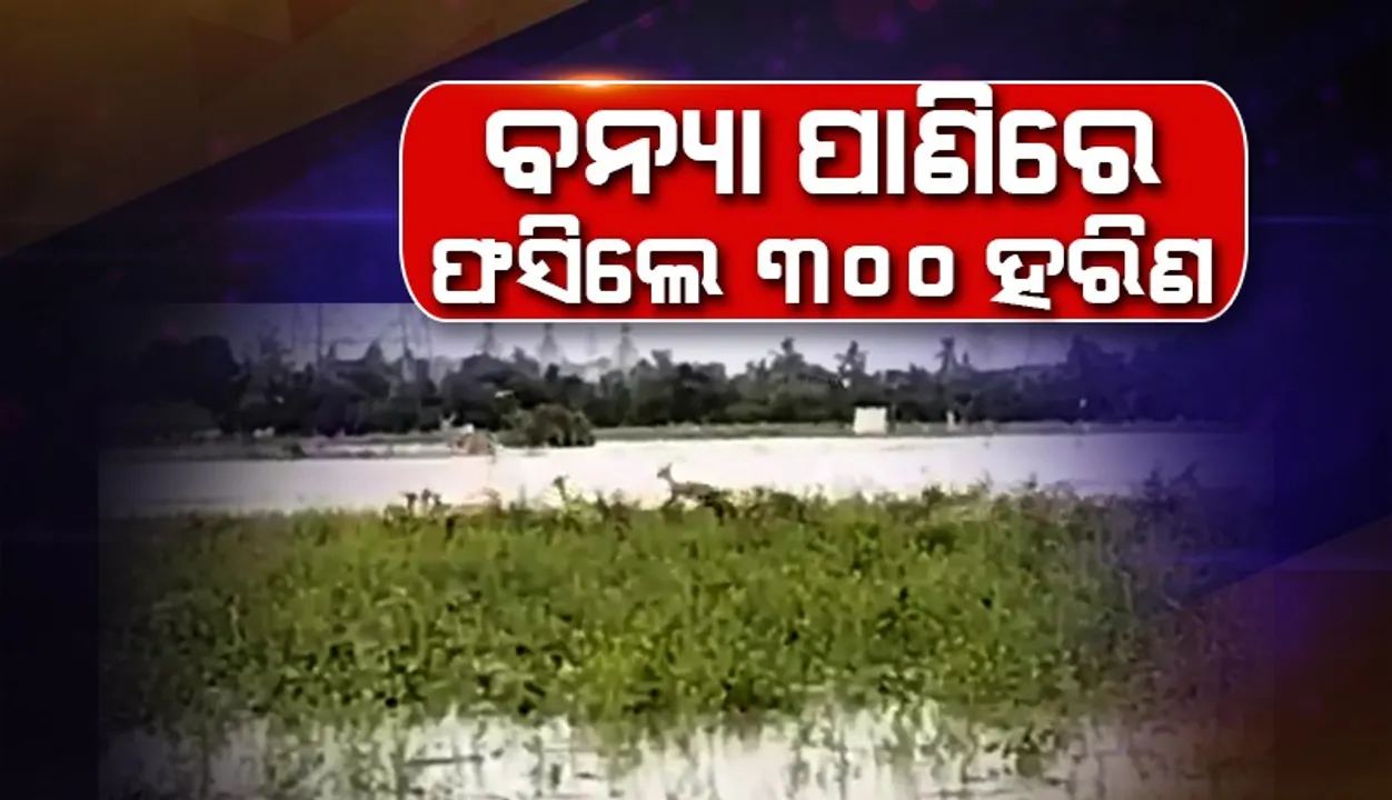  ୩୦୦ ହରିଣ ବନ୍ୟା ଜଳରେ ଫସିଲେ, ଟାପୁରେ ନେଲେ ଆଶ୍ରୟ